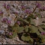 Phacelia calthifolia Habitatea