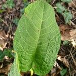 Rumex × acutusFeuille