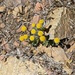 Erigeron compositus Flor