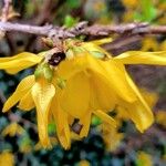 Forsythia suspensa Λουλούδι