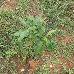 Solanum campylacanthumΦύλλο