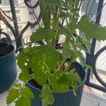 Chenopodium quinoa Leaf