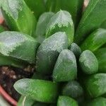 Haworthia turgida Leaf