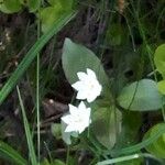 Lysimachia europaea Blomma