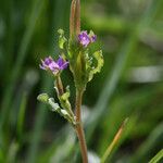 Legousia hybrida Kukka