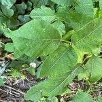 Toxicodendron radicans Ліст