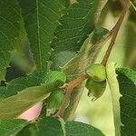 Zelkova serrata Φρούτο