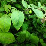 Atropa bella-donna Fruit