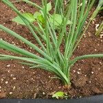 Allium schoenoprasum Blatt