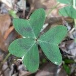 Oxalis violacea Leaf