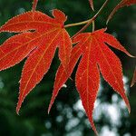 Acer palmatum List