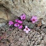 Saxifraga oppositifolia Blomma
