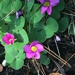 Oxalis purpurea 花