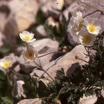 Ranunculus seguieri Habit