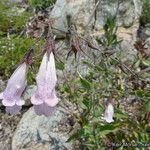 Lepechinia ganderi Habit