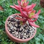 Crassula capitellaЛист