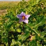 Solanum linnaeanum പുഷ്പം