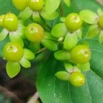 Hypericum androsaemumFruit