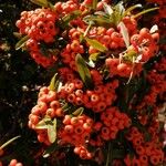 Pyracantha koidzumii Frucht