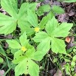 Ranunculus recurvatus Leaf