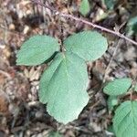 Rubus vestitus Blatt