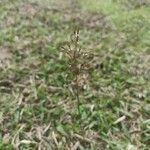 Chrysopogon aciculatus 花