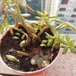 Sedum adolphi 葉