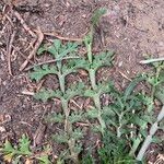 Lepidium coronopus Leaf