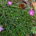 Dianthus gratianopolitanus Habitus