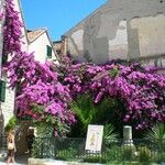 Bougainvillea spectabilisHabitus