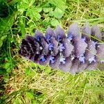 Ajuga pyramidalisFlor