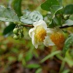 Camellia sinensis 花