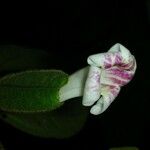 Mendoncia tonduzii Flower