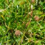 Carex sempervirens Bloem