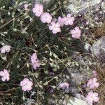 Erodium rodiei Облик