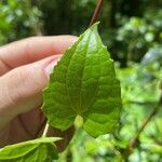 Mikania micrantha Leaf