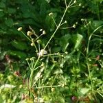 Alisma lanceolatum Flower