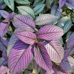 Strobilanthes auriculata Лист