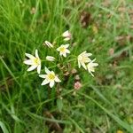 Nothoscordum bivalve Flor