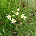 Nothoscordum bivalve ᱵᱟᱦᱟ