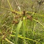 Cyperus ligularis Fruto