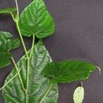 Vitis tiliifolia その他の提案