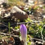 Crocus carpetanus Blüte