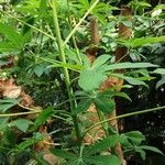 Manihot esculenta Jani