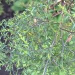 Symphyotrichum lateriflorum Leaf