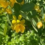 Senna bicapsularis Λουλούδι