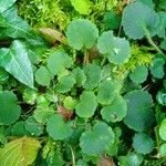 Saxifraga hirsuta Hábito