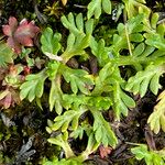 Cotula mexicana Leaf