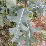 Lactuca serriola Foglia