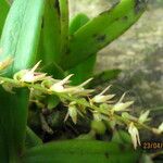 Bulbophyllum pumilum Flor